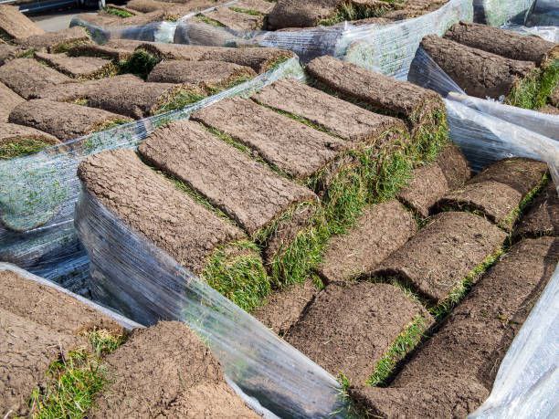 Buy Pallet Of Sod For Sale (450 Sq Ft – $350) 1 Buy Pallet Of Sod For Sale (450 Sq Ft – $350)