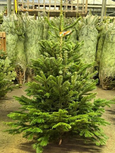 Buy Wholesale Christmas Trees (50 Trees – $800)