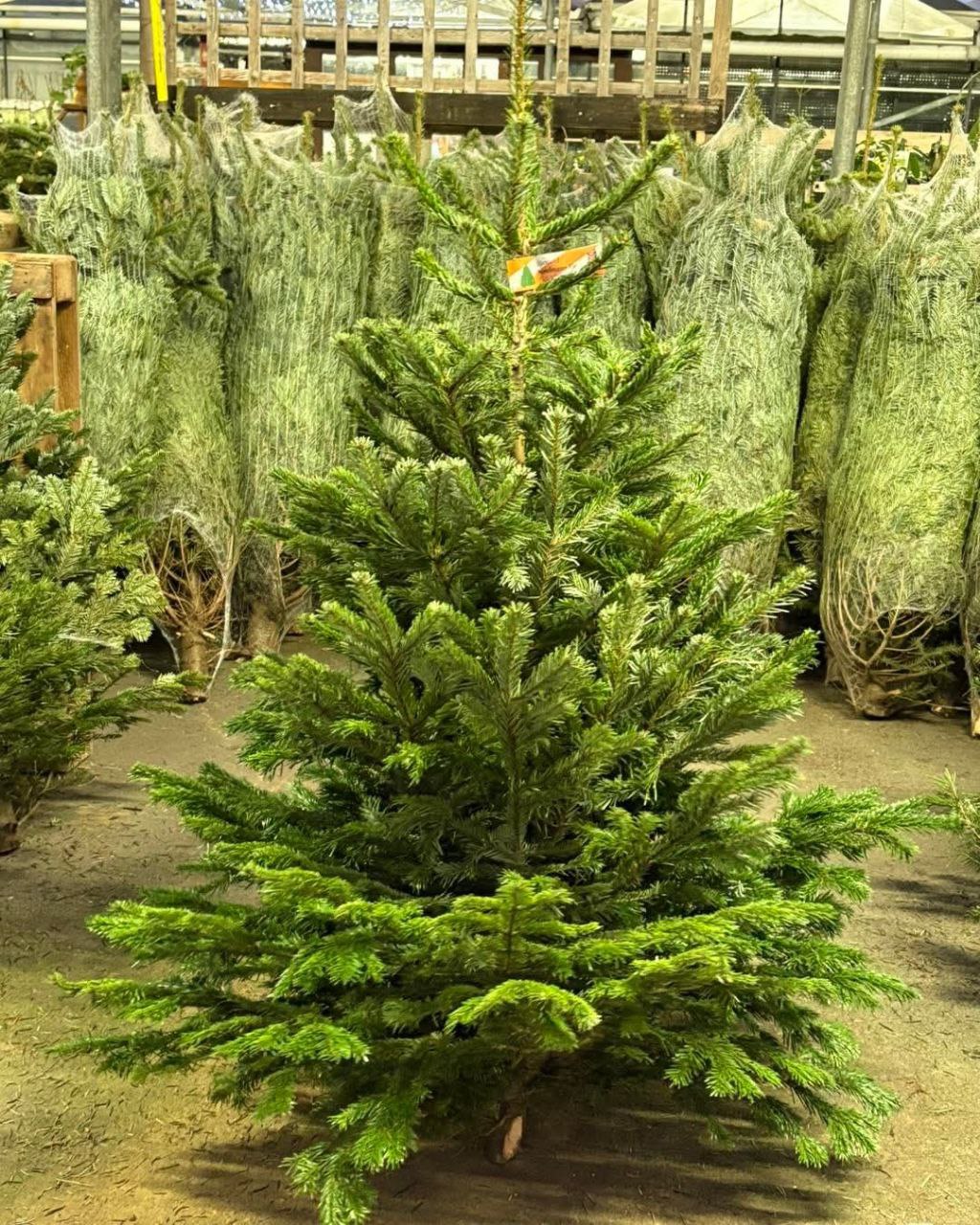 Buy Wholesale Christmas Trees (50 Trees – $800) 1 Buy Wholesale Christmas Trees (50 Trees – $800)